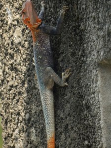Gecko